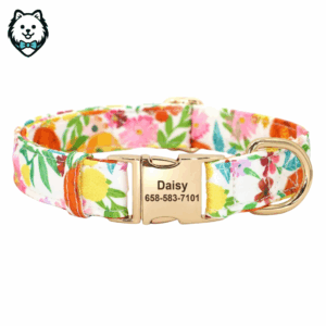 Collier pour chien personnalisé et gravé