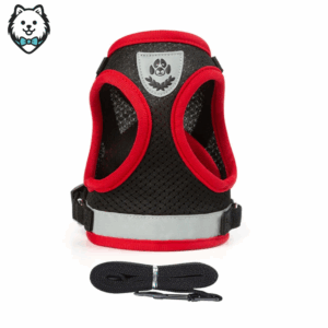 harnais + laisse pour chien spitz