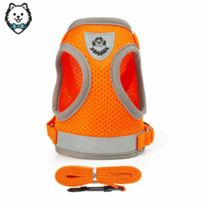 harnais + laisse pour chien spitz