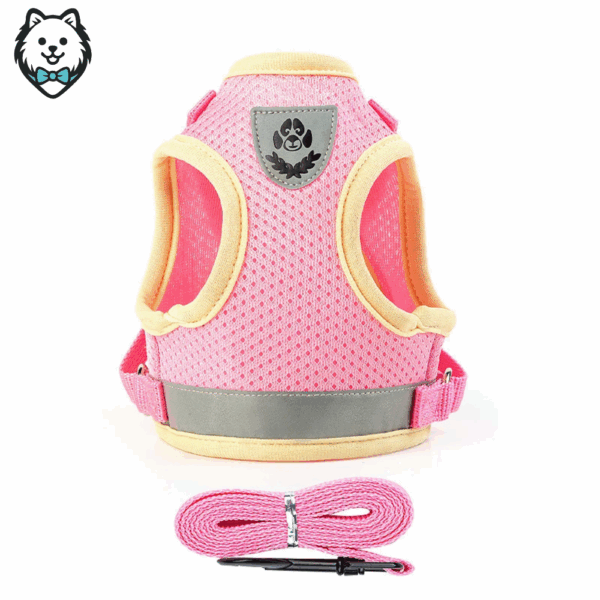 harnais + laisse pour chien spitz